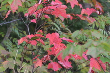 Enlarge photo 371