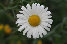 Enlarge photo 374