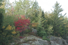 Enlarge photo 505