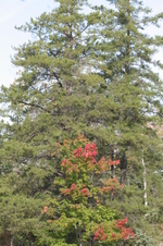Enlarge photo 513
