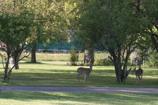 Enlarge photo 517