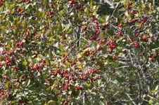 Enlarge photo 523