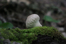 Enlarge photo 524