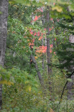 Enlarge photo 526