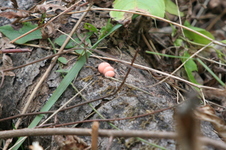 Enlarge photo 527