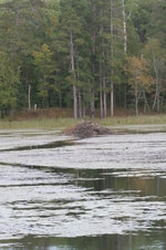 Enlarge photo 528