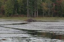 Enlarge photo 529