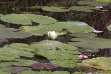 Enlarge photo 530
