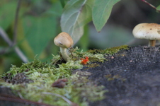 Enlarge photo 532