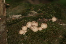 Enlarge photo 533