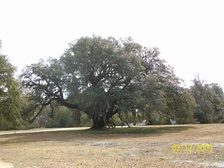 Enlarge photo 96