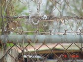 Enlarge photo 92