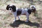 In Memory of Darby our Therapy Dog