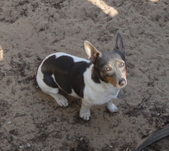 UKC CH Brooks N Mays Cobalt Blue