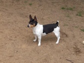 Teddy Roosevelt Terriers