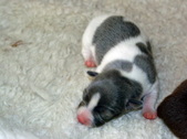 Enlarge photo 2