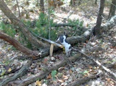 Enlarge photo 18