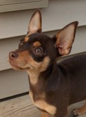 Brooks Little King Louis May