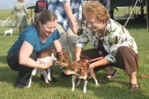 Premier Dog Show 2011 part 2