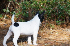 Bootsie & Bandit Litter