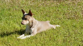 Enlarge photo 11
