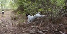 Enlarge photo 53