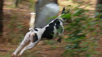 Enlarge photo 13