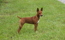 Timberlane Rat Terrier Females
