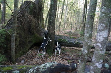 Enlarge photo 37