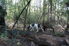 Enlarge photo 38