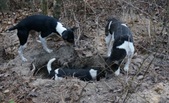 Enlarge photo 71