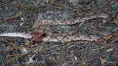 Enlarge photo 77