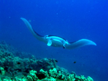 Enlarge photo 78