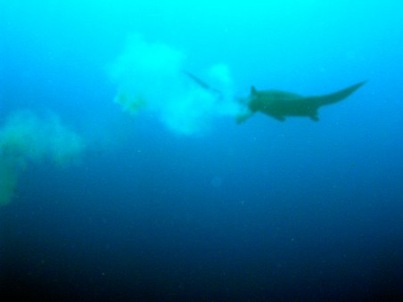 Enlarge photo 83