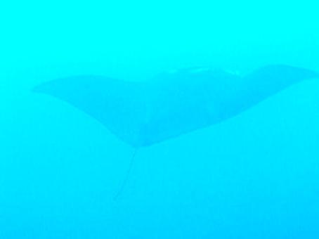Enlarge MOV 85