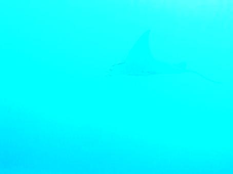 Enlarge MOV 86