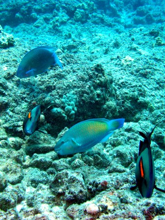 Enlarge photo 196