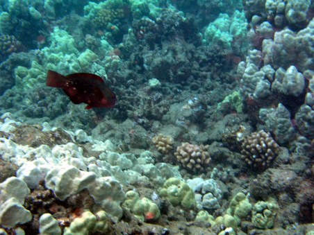 Enlarge photo 220