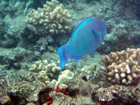 Enlarge photo 230