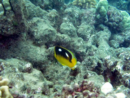 Enlarge photo 229
