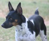 Chesney's Babies
