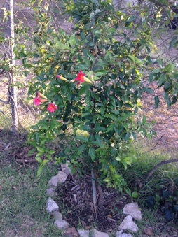 Enlarge photo 927