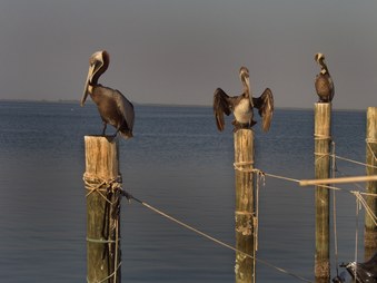 Captiva Island
