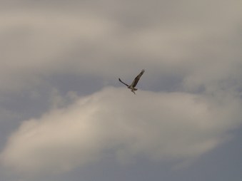 Enlarge photo 28
