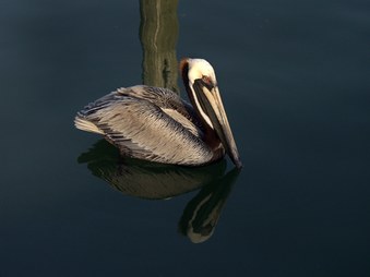 Enlarge photo 33
