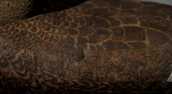 Enlarge photo 158
