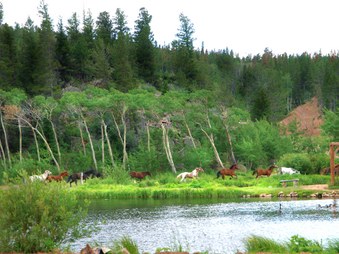 Enlarge photo 221