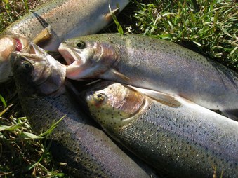 Gone Fishin'