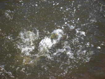 Enlarge photo 174