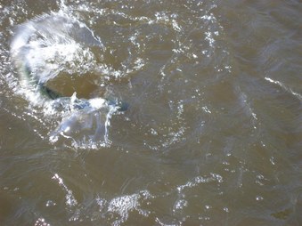 Enlarge photo 179